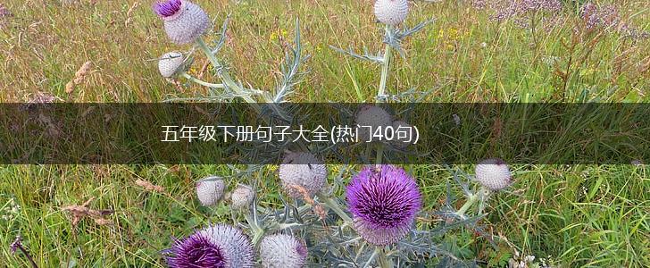 五年级下册句子大全(热门40句),第1张
