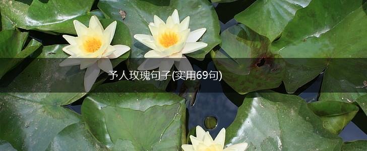 予人玫瑰句子(实用69句),第1张