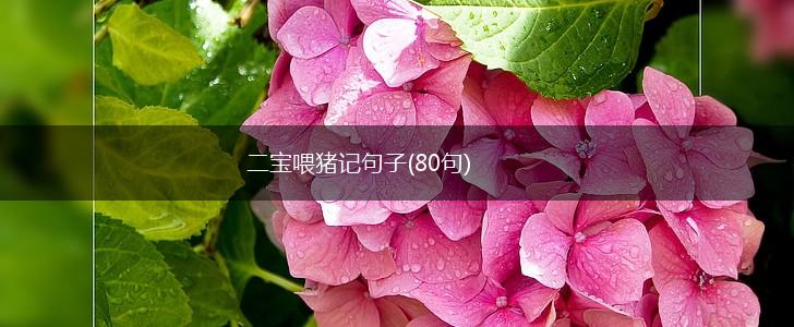二宝喂猪记句子(80句),第1张