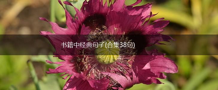 书籍中经典句子(合集38句),第1张