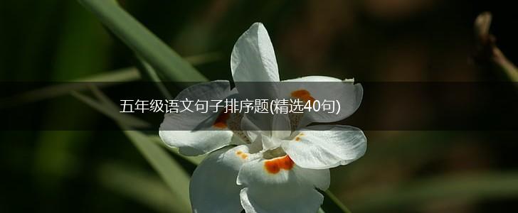 五年级语文句子排序题(精选40句),第1张