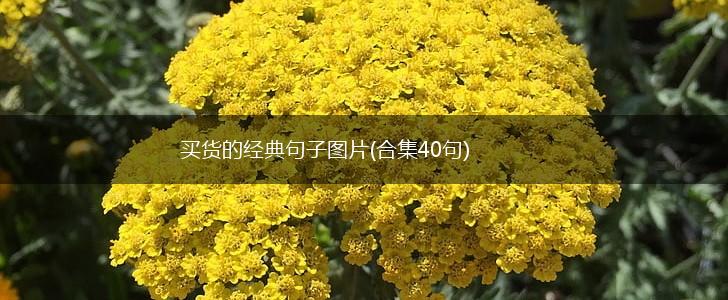 买货的经典句子图片(合集40句),第1张