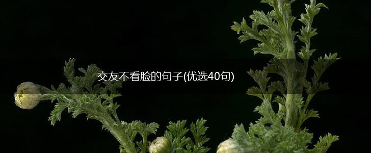 交友不看脸的句子(优选40句),第1张