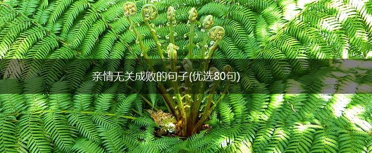 亲情无关成败的句子(优选80句),第1张