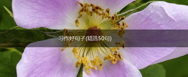 习作好句子(精选50句),第1张