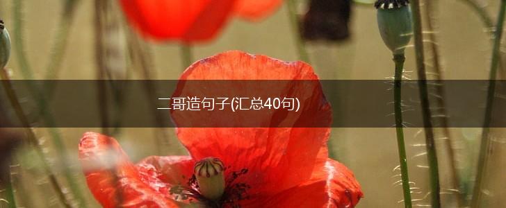 二哥造句子(汇总40句),第1张