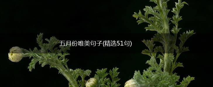 五月份唯美句子(精选51句),第1张