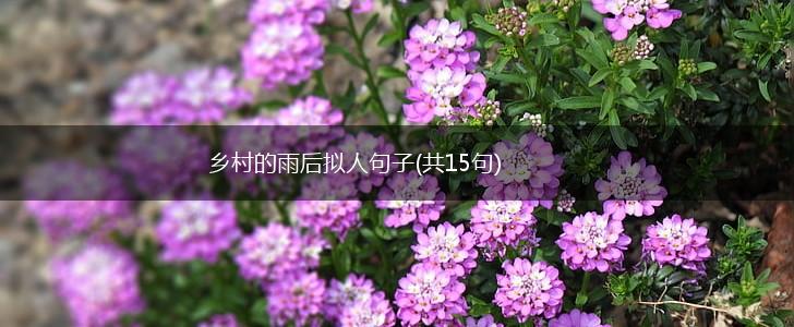 乡村的雨后拟人句子(共15句),第1张