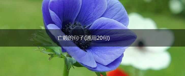 亡赖的句子(通用20句),第1张