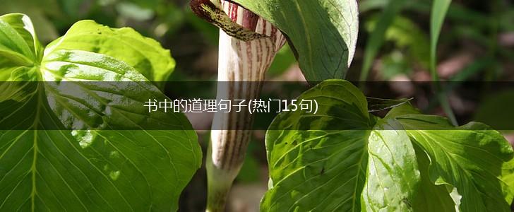 书中的道理句子(热门15句),第1张