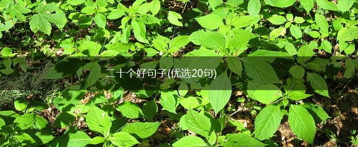 二十个好句子(优选20句),第1张
