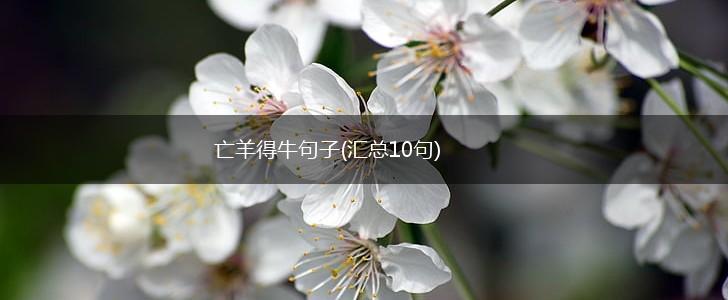 亡羊得牛句子(汇总10句),第1张