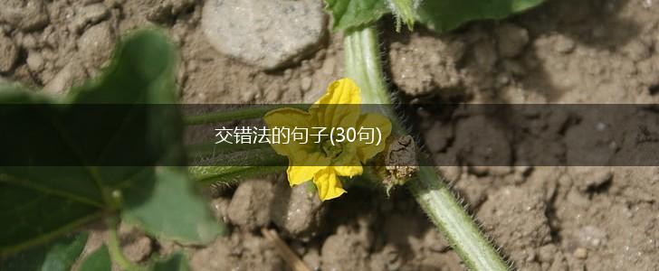交错法的句子(30句),第1张