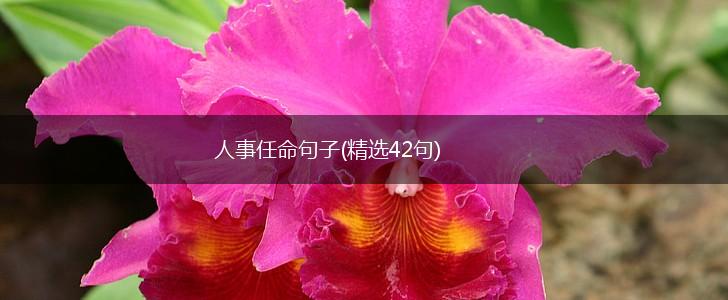 人事任命句子(精选42句),第1张