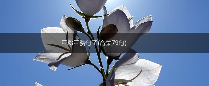 互粉互赞句子(合集79句),第1张