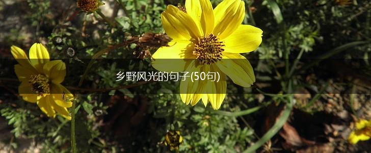 乡野风光的句子(50句),第1张