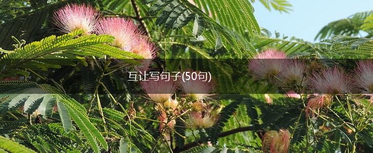 互让写句子(50句),第1张