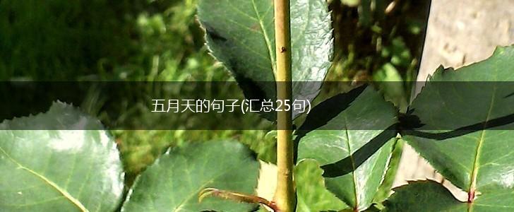 五月天的句子(汇总25句),第1张