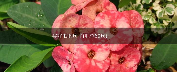 买好书的句子(汇总60句),第1张