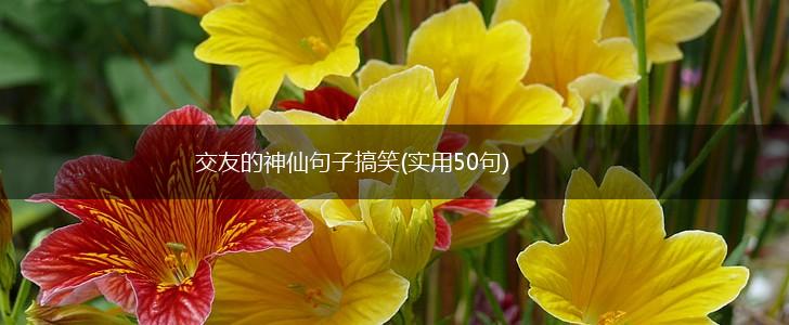 交友的神仙句子搞笑(实用50句),第1张