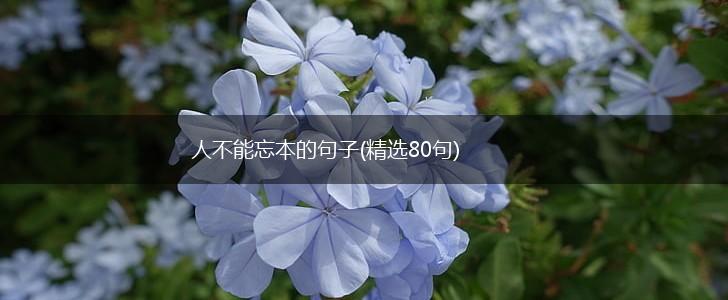 人不能忘本的句子(精选80句),第1张