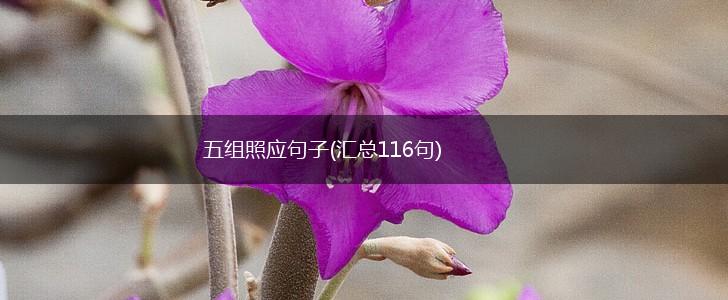 五组照应句子(汇总116句),第1张