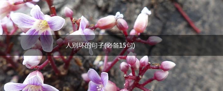人别坏的句子(必备15句),第1张