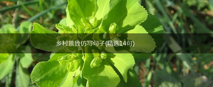 乡村景致仿写句子(精选14句),第1张