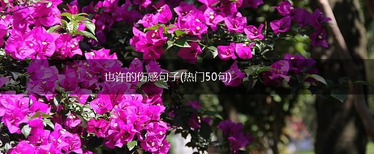 也许的伤感句子(热门50句),第1张