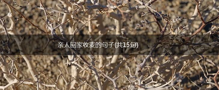亲人回家收麦的句子(共15句),第1张
