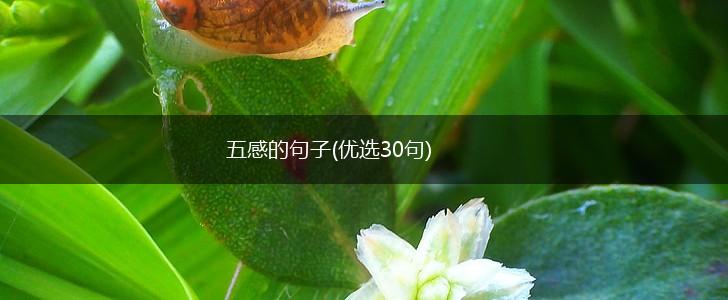 五感的句子(优选30句),第1张