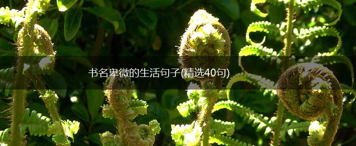 书名卑微的生活句子(精选40句),第1张