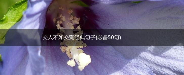 交人不如交狗经典句子(必备50句),第1张