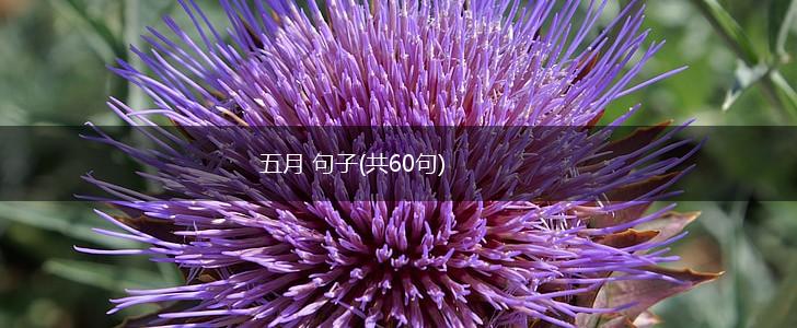 五月 句子(共60句),第1张
