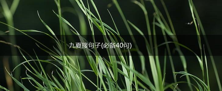 九夏接句子(必备40句),第1张