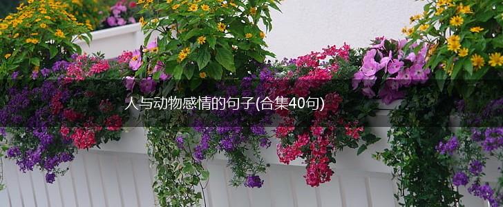 人与动物感情的句子(合集40句),第1张