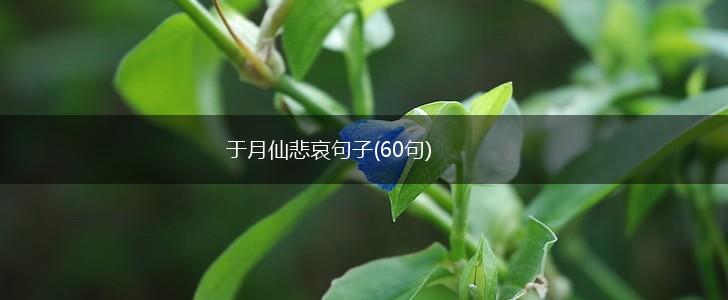 于月仙悲哀句子(60句),第1张