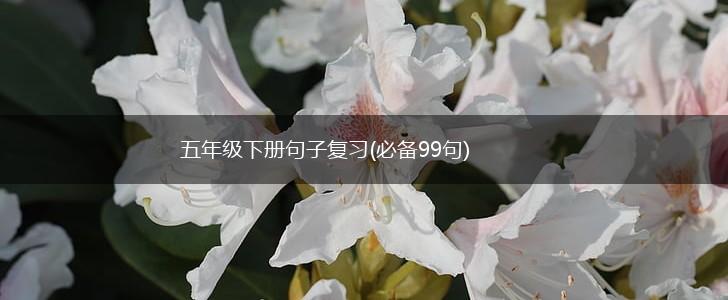 五年级下册句子复习(必备99句),第1张