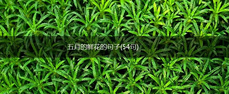 五月的鲜花的句子(54句),第1张