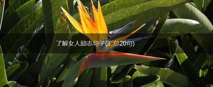 了解女人励志句子(汇总20句),第1张