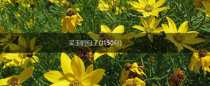 买玉的句子(共50句),第1张