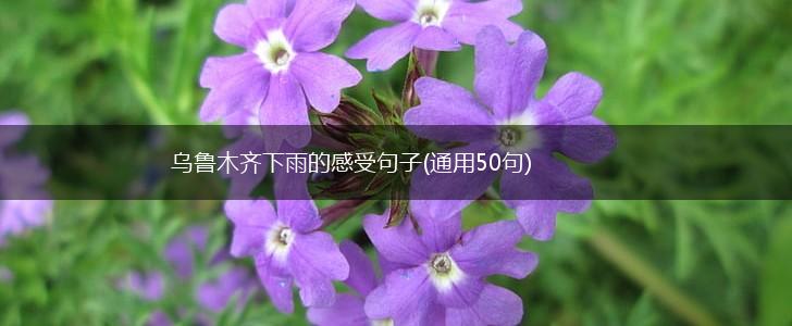 乌鲁木齐下雨的感受句子(通用50句),第1张