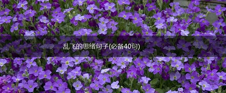 乱飞的思绪句子(必备40句),第1张