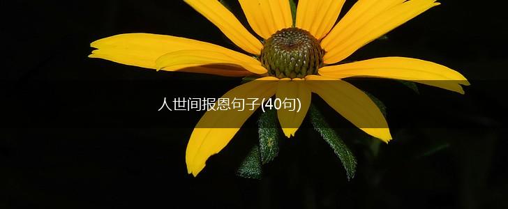 人世间报恩句子(40句),第1张
