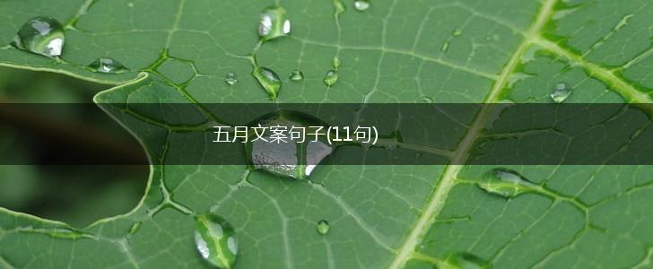 五月文案句子(11句),第1张