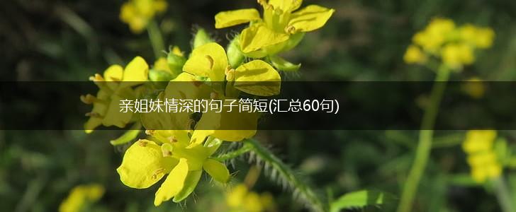 亲姐妹情深的句子简短(汇总60句),第1张