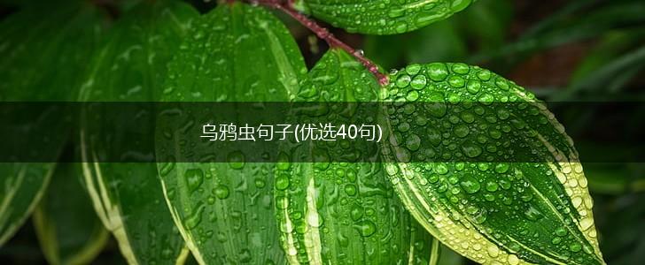 乌鸦虫句子(优选40句),第1张