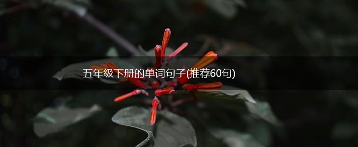 五年级下册的单词句子(推荐60句),第1张