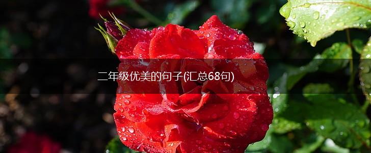 二年级优美的句子(汇总68句),第1张