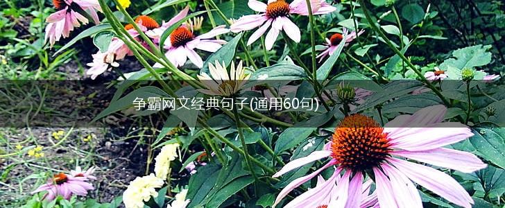 争霸网文经典句子(通用60句),第1张